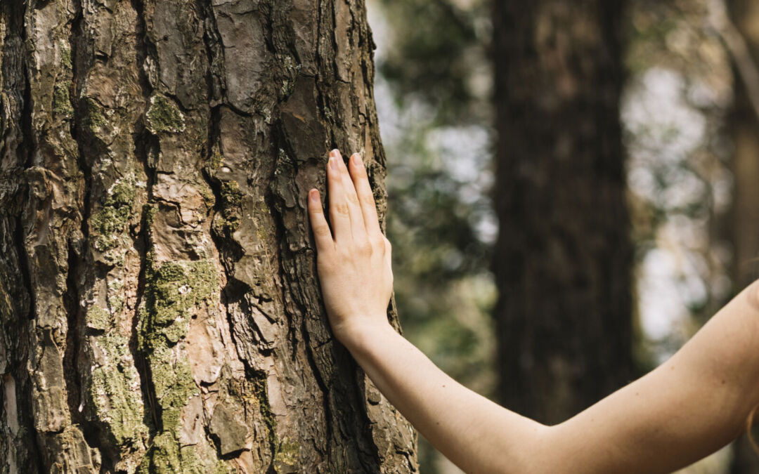 Effetto della terapia forestale per le donne in menopausa con insonnia